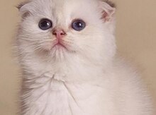 Поинтовые Шиншиллы