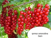 Qarağat