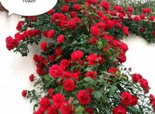 Sarmaşıq