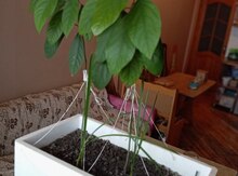 Avokado tingi