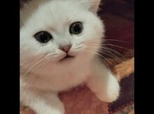 Британская шиншилла