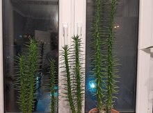 Kaktus