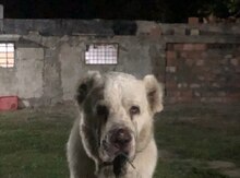 Alabay cütləşdirmək üçün
