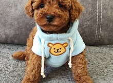Red brown toy poodle 