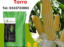 "Torro" qarğıdalı toxumu