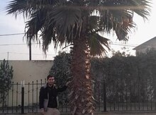 Palma ağacı 