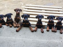 Doberman balaları