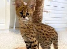 Savanna pişiyi