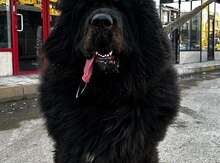 Tibet mastifi (cütləşdirmək üçün)