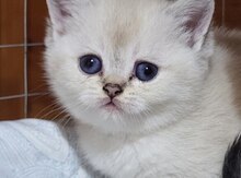 Шиншилла