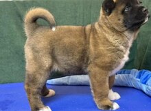 Akita-inu balası