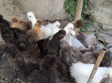 Mayalı pon pon yumurtaları
