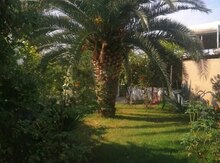 Palma ağacı