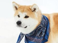 Akita-inu