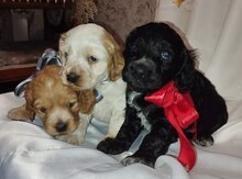 Koker Spaniel