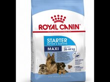 "Royal Canin Maxi Starter" it yemi 