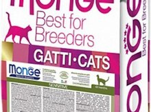 Monge cat Breeder Sensitive