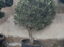Zeytun ağacı