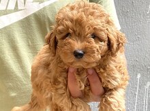 Toy poodle balası