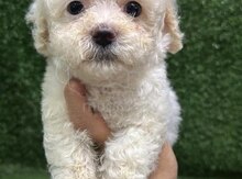 Mini toy poodle