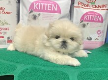 Pekines balası