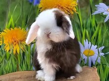 Mini lop dovşanı
