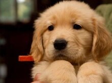 Labrador Retriver