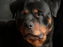 Rotveyler