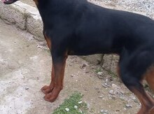 Doberman