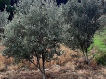 Zeytun ağacı