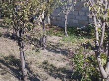 5 sot torpaq sahəsi, Mingəçevir ş.
