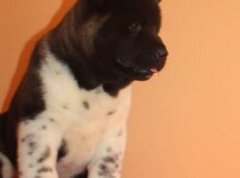 Amerikan akita-inu 