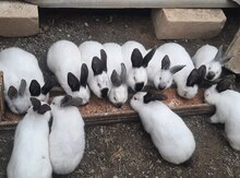 Kaliforniya dovşanı