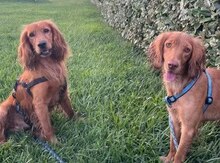 Koker spaniel etibarlı əllərə verilir