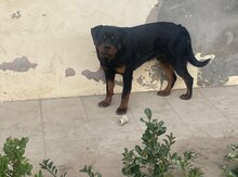 Rotveyler