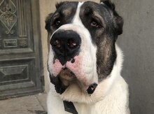 Alabay (cütləşdirmək üçün)