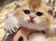 Золотая Шиншилла