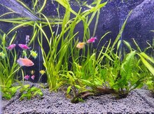 Akvarium, balıqlar, təbii bitki, filter, qızdırıcı