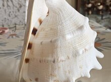 Gecə lampası