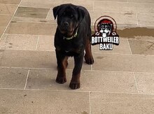 Rotveyler