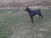 Doberman