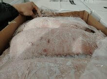 Quzu quyruğu