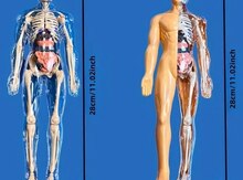 İnsan anatomiyası modeli