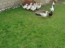 Ördəklər
