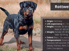 Rotveyler
