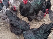 Avstralorp yumurtası