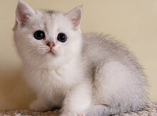 Британские котята