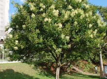 Ligustrum 