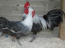 Brekel cücələri 