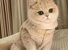 Шиншиллы